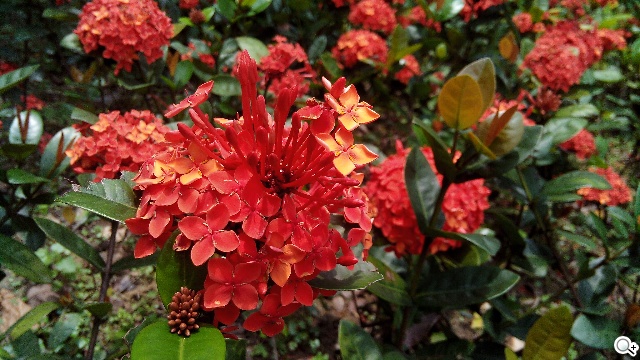 4千有找！超值4核雙卡機 INHON G3小星機實測