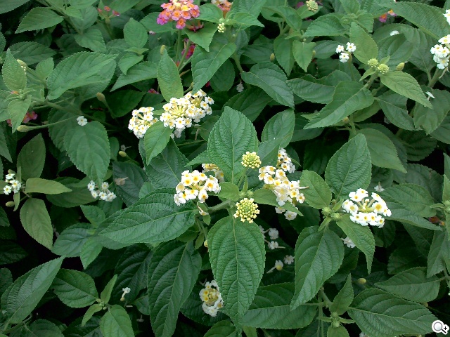 一機抵三機！華碩Fonepad 7 ME175CG雙卡手機平板