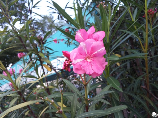 LG G3介面進化、雷射對焦相機 新加坡速測