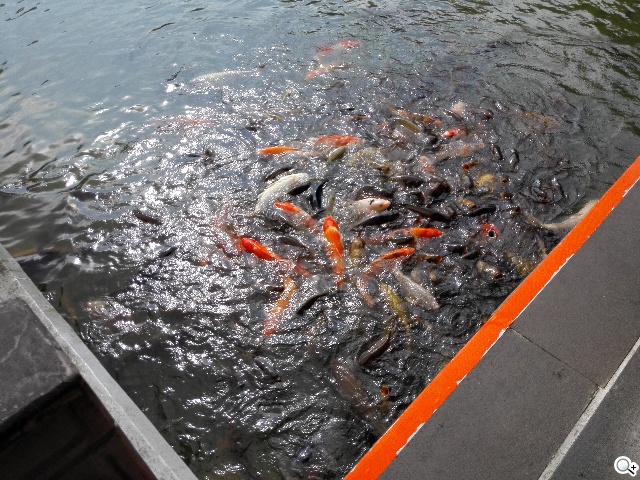 纖薄4G手機HUAWEI Ascend P7 廣角自拍超實用