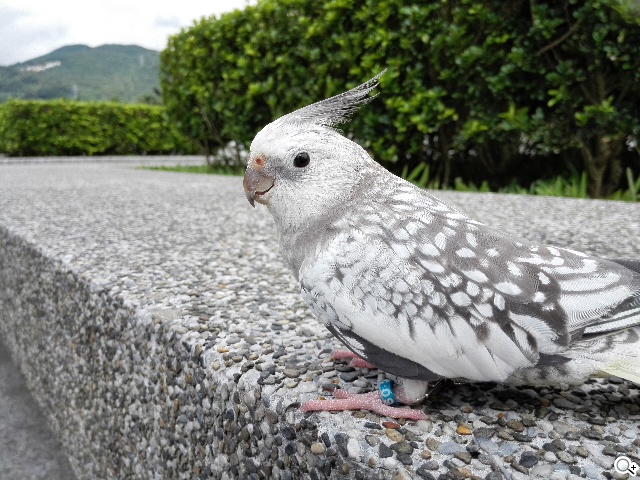 纖薄4G手機HUAWEI Ascend P7 廣角自拍超實用