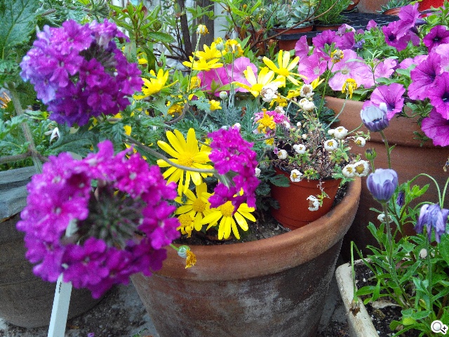 紅米手機、華碩ZenFone 5韓國隨拍大PK