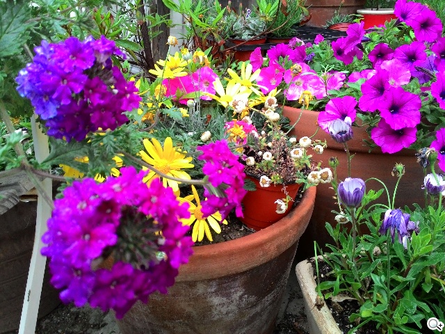 紅米手機、華碩ZenFone 5韓國隨拍大PK