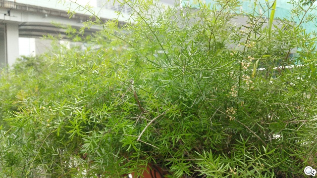 三面超窄邊！5.4吋LTE旗艦日機Sharp SH-04F