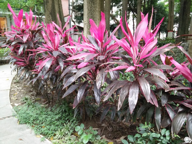 夜拍靚機！OPPO R1L中階4G智慧手機新秀