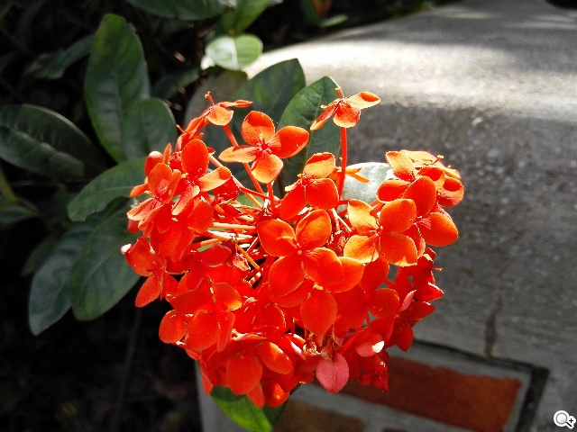 纖薄4G手機HUAWEI Ascend P7 廣角自拍超實用