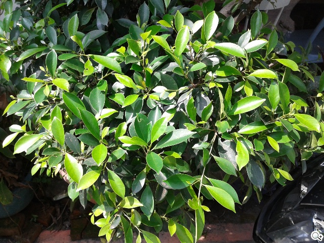 4G國民飆速機 SAMSUNG GALAXY Core LTE實測