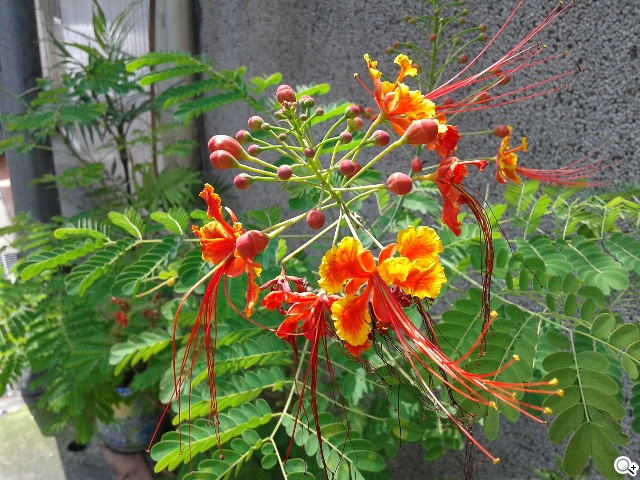 4G國民飆速機 SAMSUNG GALAXY Core LTE實測