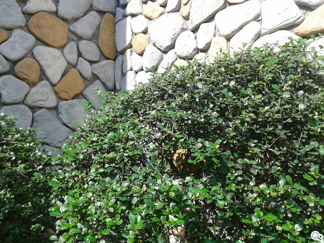 4G國民飆速機 SAMSUNG GALAXY Core LTE實測