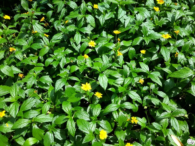 2K高畫質融合超薄機身 三星Tab S 10.5平板實測