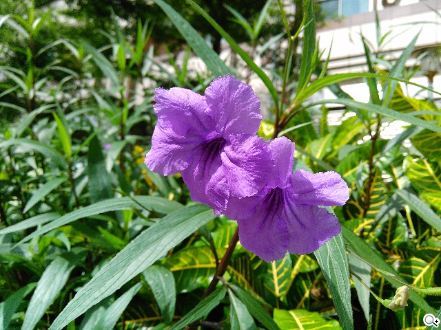 4G網路隨身帶 BenQ F4平價中階智慧機