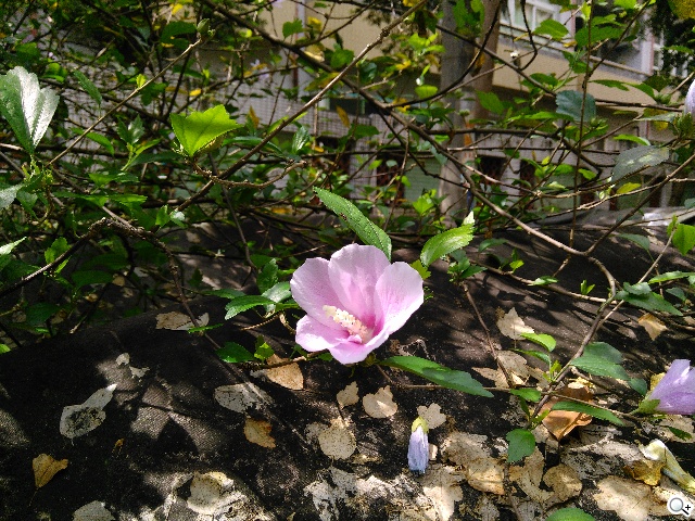 4G網路隨身帶 BenQ F4平價中階智慧機