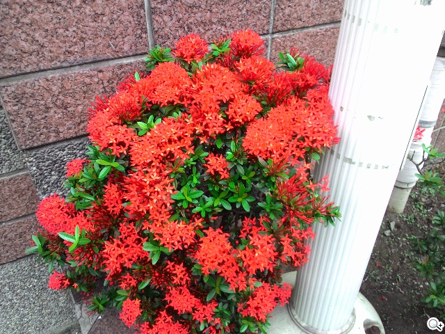 手機平板4G飆網 ASUS Fonepad 7 LTE ME372CL