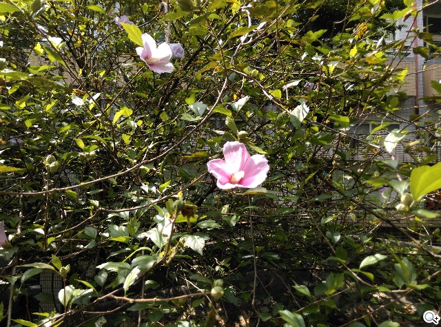 親愛的我把M8縮小了！HTC One mini 2實測