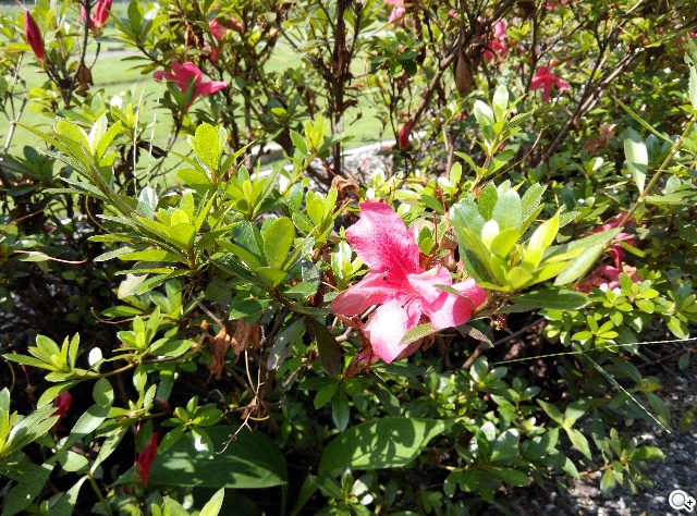 大一號的紅米機！5.5吋八核雙卡紅米Note增強版