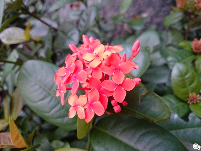 5吋防水機Sony Xperia Z2a 支援台灣4G全頻