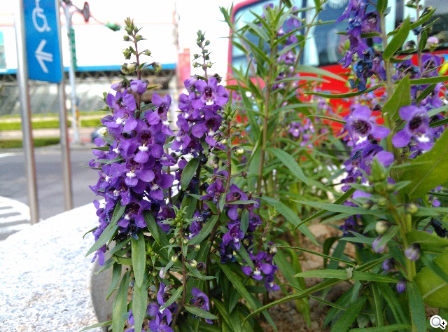 5吋4G智慧手機BenQ F5 四倍高感光暗處依舊精彩