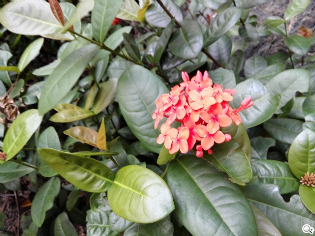 4G可通話平板HUAWEI MediaPad X1 7.0實測