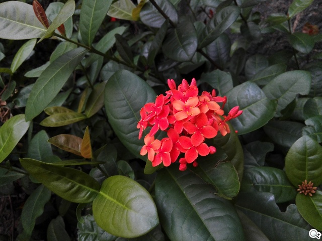 4G可通話平板HUAWEI MediaPad X1 7.0實測