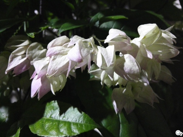 4G可通話平板HUAWEI MediaPad X1 7.0實測