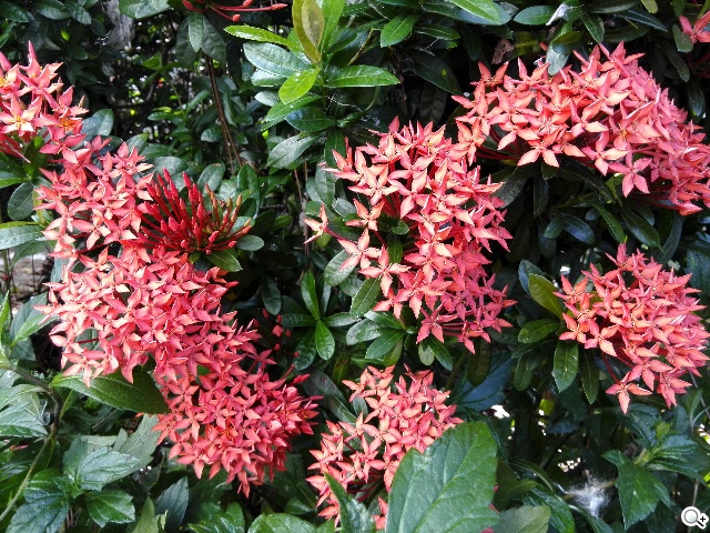 4G可通話平板HUAWEI MediaPad X1 7.0實測