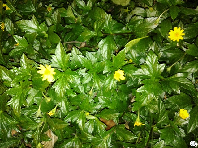 4G可通話平板HUAWEI MediaPad X1 7.0實測