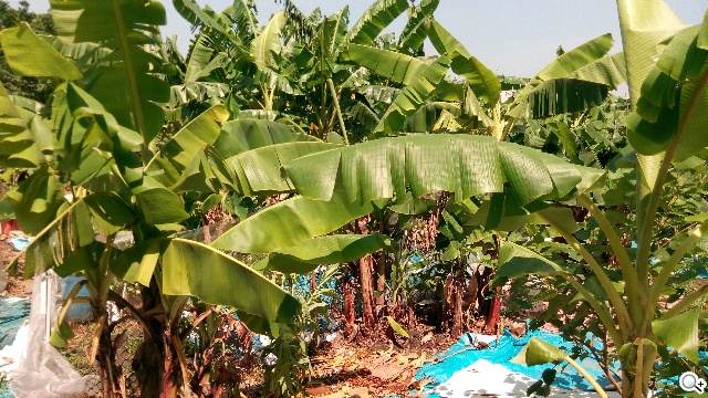 5吋MTK八核雙卡手機 酷派大神F1低價襲台