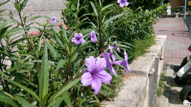 5吋MTK八核雙卡手機 酷派大神F1低價襲台