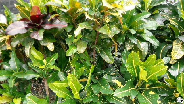 5吋MTK八核雙卡手機 酷派大神F1低價襲台