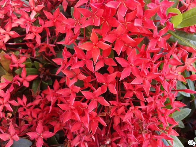 LTE全頻通入門款 三星GALAXY Core Lite詳測