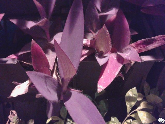 LTE全頻通入門款 三星GALAXY Core Lite詳測