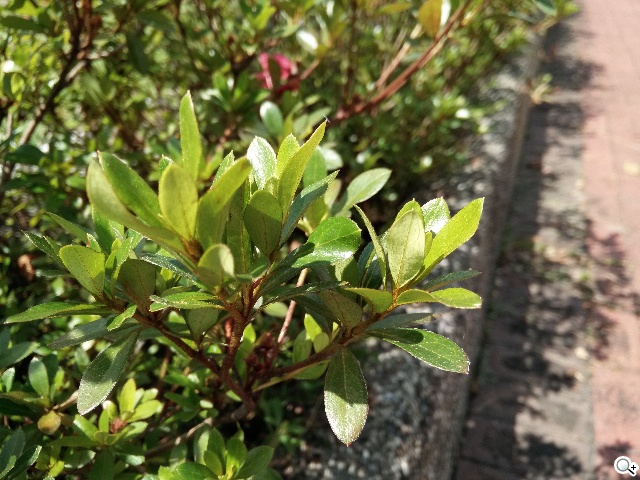 5吋4G手機OPPO N1 mini 翻轉相機輕鬆拍