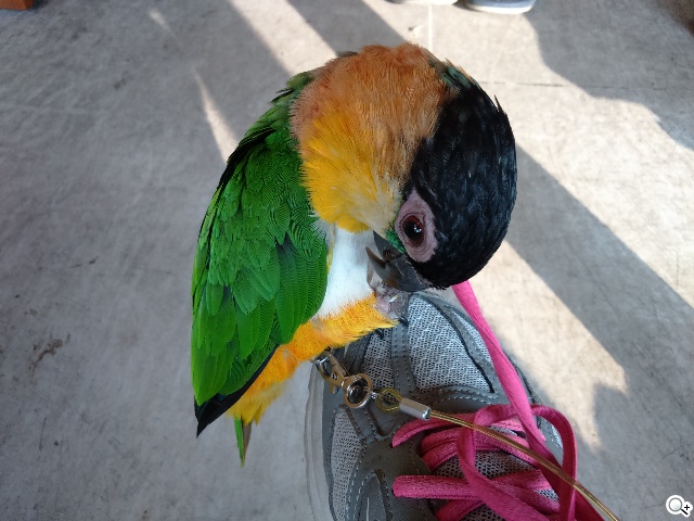 索尼4G全頻自拍手機Xperia C3 玩美彩妝新體驗