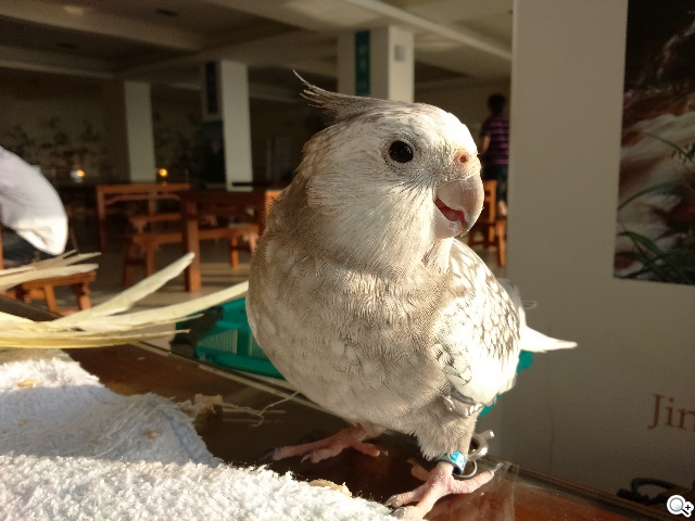 索尼4G全頻自拍手機Xperia C3 玩美彩妝新體驗