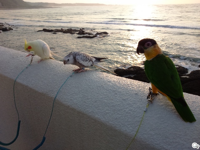 索尼4G全頻自拍手機Xperia C3 玩美彩妝新體驗