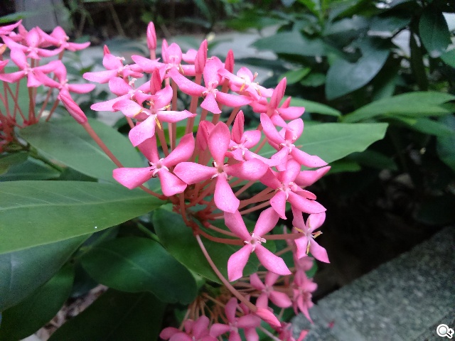 索尼4G全頻自拍手機Xperia C3 玩美彩妝新體驗