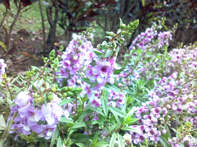 馬卡龍7吋平板 ASUS MeMO Pad 7 ME176C實測