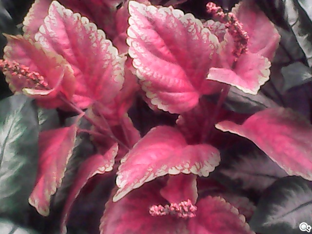 MOBIA M500雙卡摺疊功能機 娛樂、實用兼具 MOBIA M500雙卡摺疊功能機 娛樂、實用兼具