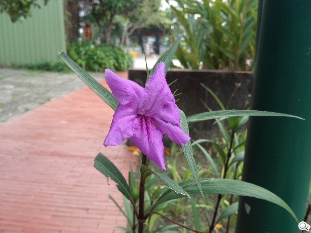 最好用的手機？錘子手機Smartisan T1實測