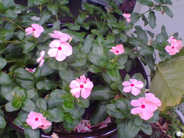 OPEN小將Magic入門級5吋3G雙卡智慧機實測