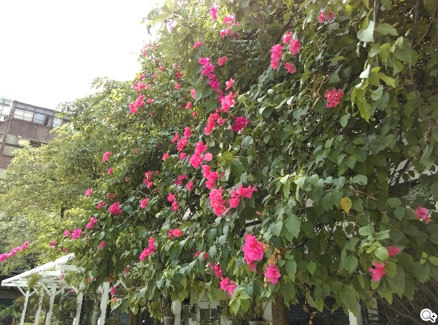 M8塑膠平價款 潮流旗艦HTC One E8實測