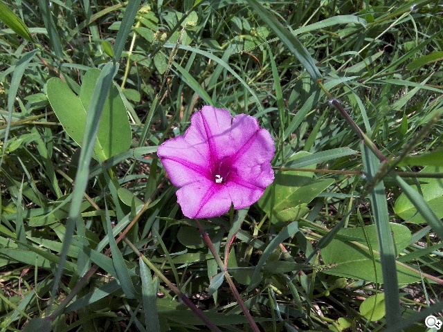 華為榮耀3C規格升級！4G版平價手機實測