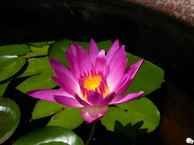 主打夜拍的5吋纖薄4G手機OPPO R3