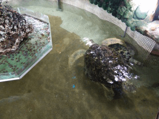 主打夜拍的5吋纖薄4G手機OPPO R3