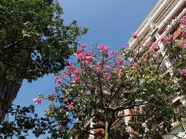 8MP雙鏡頭手機InFocus M2 支援4G全頻雙卡