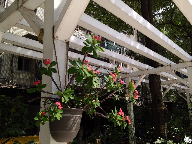 8MP雙鏡頭手機InFocus M2 支援4G全頻雙卡