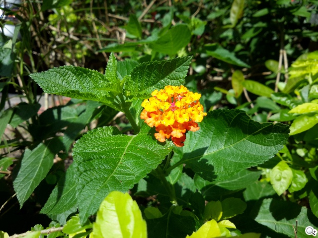 輕薄、強悍、美型！SAMSUNG GALAXY Tab S 8.4實測