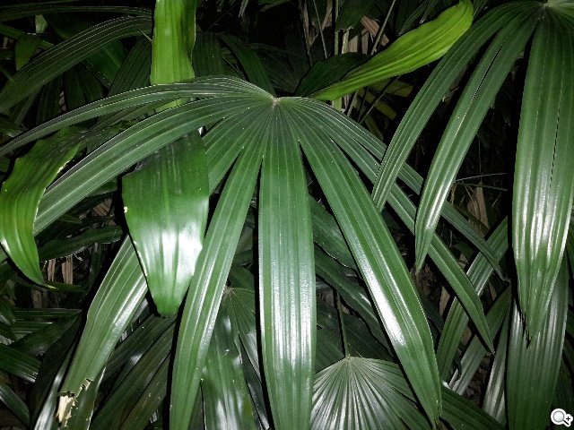 輕薄、強悍、美型！SAMSUNG GALAXY Tab S 8.4實測