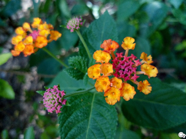 宏碁8快機Liquid X1 巨屏、八核、4G進擊登場