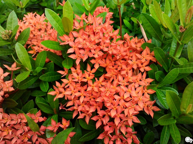 華碩LTE變形平板Transformer Pad TF303CL 華碩LTE變形平板Transformer Pad TF303CL